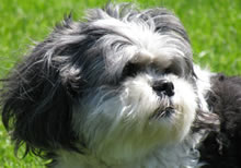Scamp